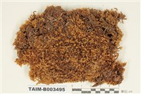 藏品(灰苔科)的圖片